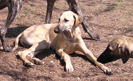 Umzad el cheriff D'Imi-N-Tanout