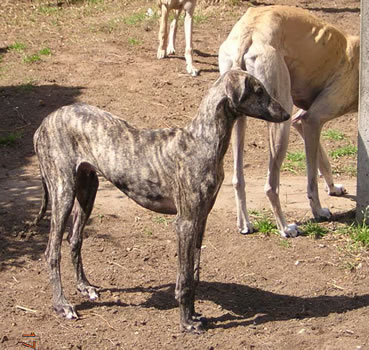 Uari n'tahli D'Imi-N-Tanout