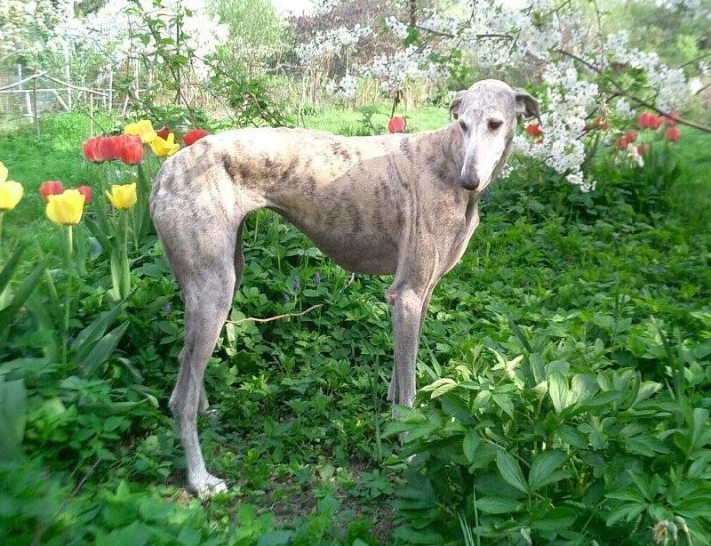 CH. Urika  n'assifa D'Imi-N-Tanout