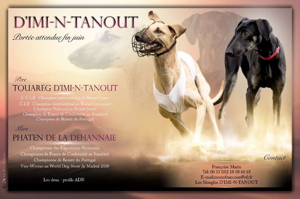 D'Imi-N-Tanout - Portee attendue fin juin 