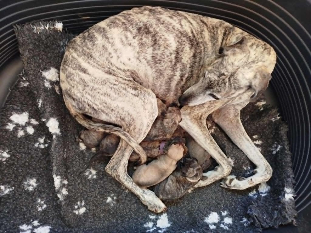 D'Imi-N-Tanout - Une portee née le 1er novembre 