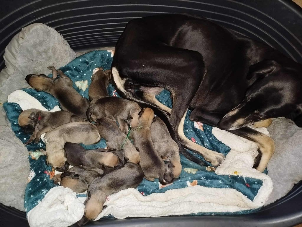 Chiot Sloughi D'Imi-N-Tanout