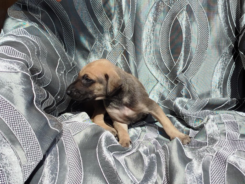 D'Imi-N-Tanout - Chiots disponibles - Sloughi