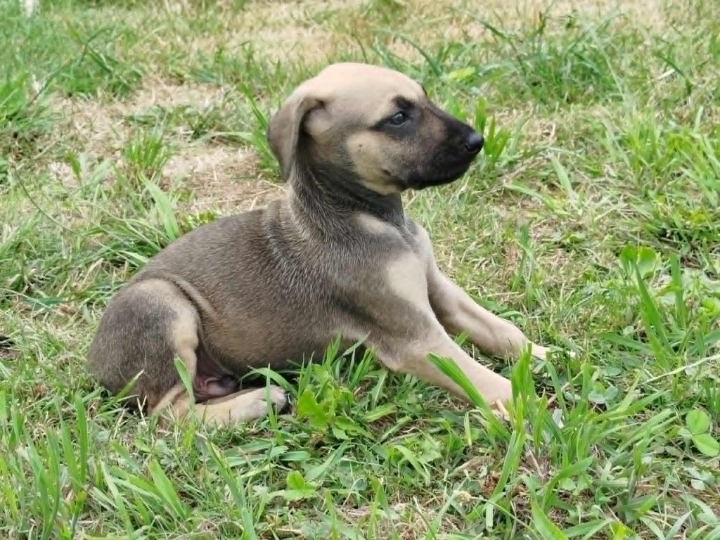 D'Imi-N-Tanout - Chiots disponibles - Sloughi