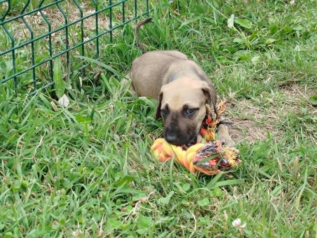 D'Imi-N-Tanout - Chiots disponibles - Sloughi