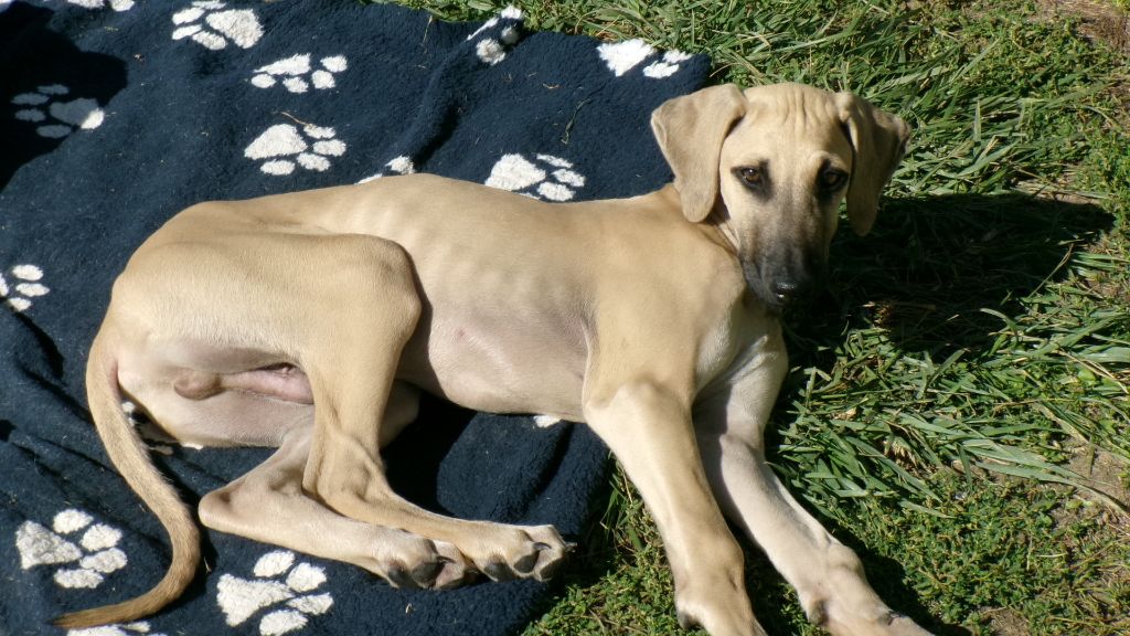 D'Imi-N-Tanout - Chiots disponibles - Sloughi