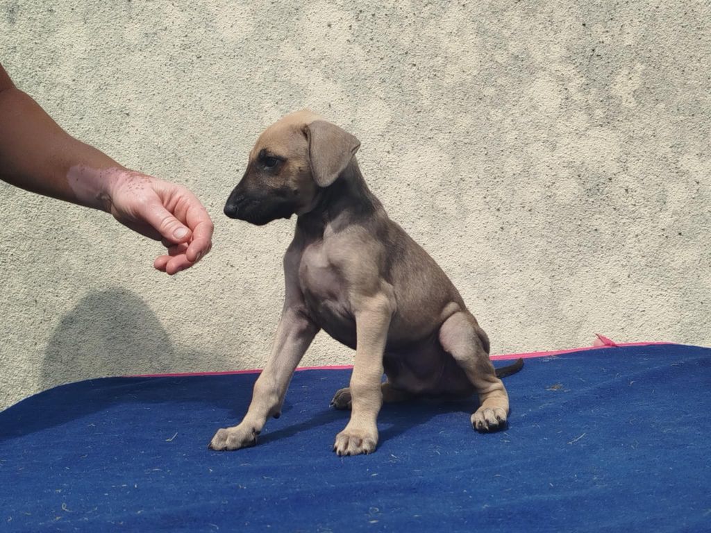 D'Imi-N-Tanout - Chiots disponibles - Sloughi