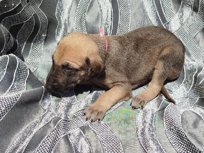 CHIOT