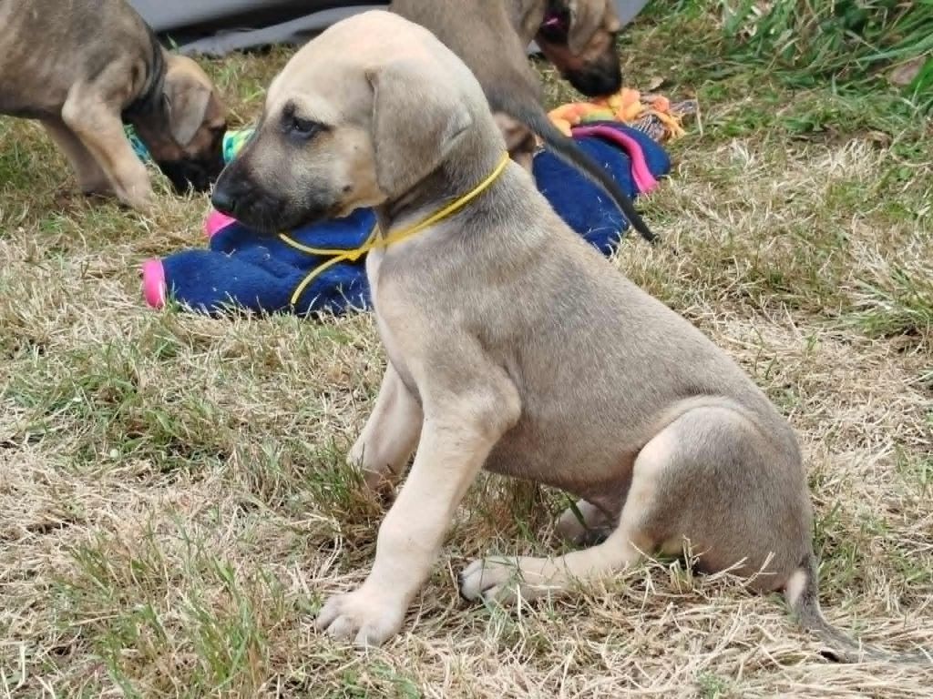 D'Imi-N-Tanout - Chiots disponibles - Sloughi